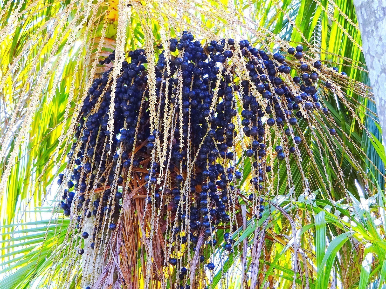 Ponthier ACAI-BEERE-Frucht-PÜREE Acaibeerenmark 6x 1KG 