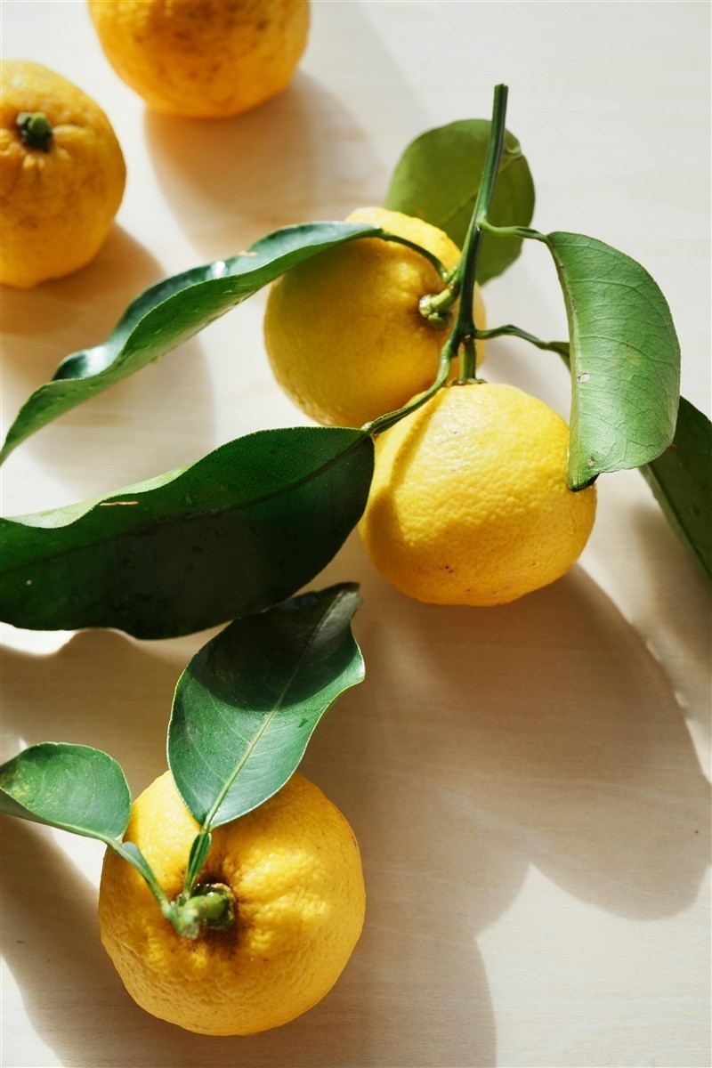 Ponthier YUZU PÜREE Japanische-Zitrus-Frucht-Püree Yuzumark 1kg