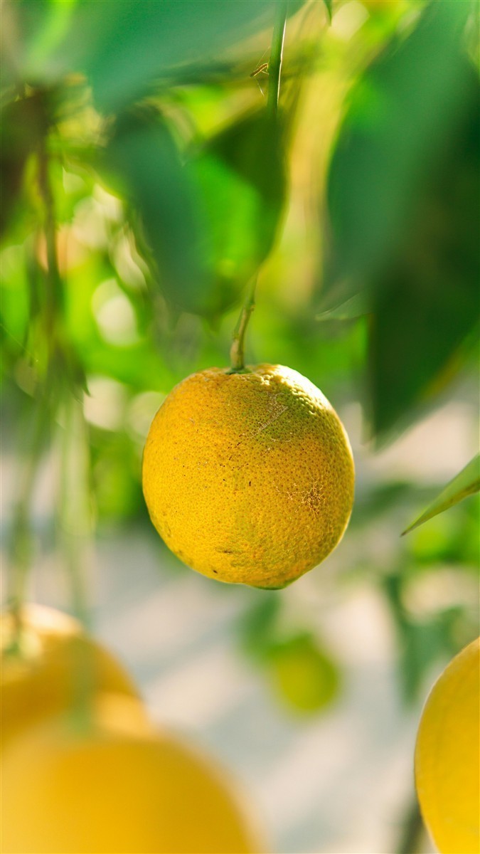 Ponthier YUZU PÜREE Japanische-Zitrus-Frucht-Püree Yuzumark 1kg