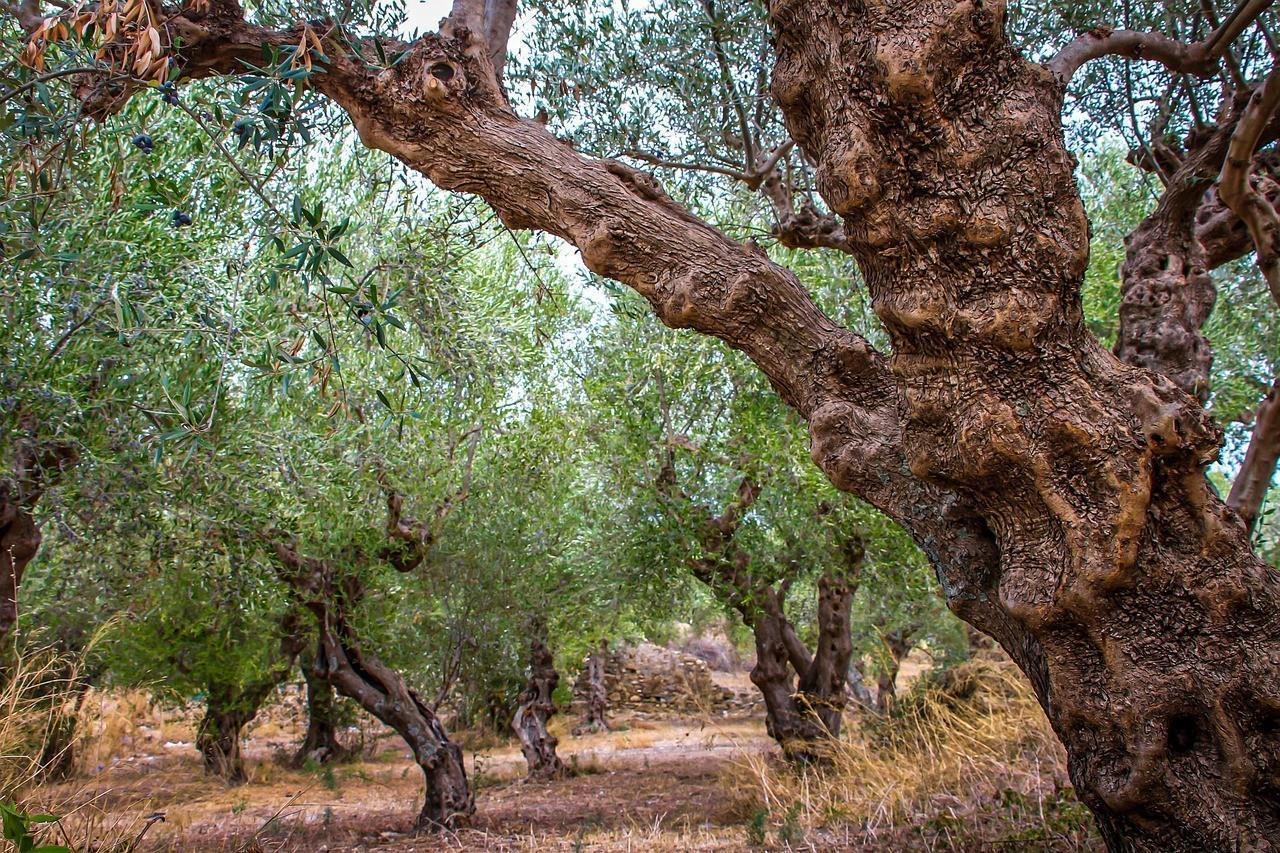 Theoni Koroneiki Olivenöl extra nativ 4x 5L griechisches Olivenöl aus Koroneiki Oliven