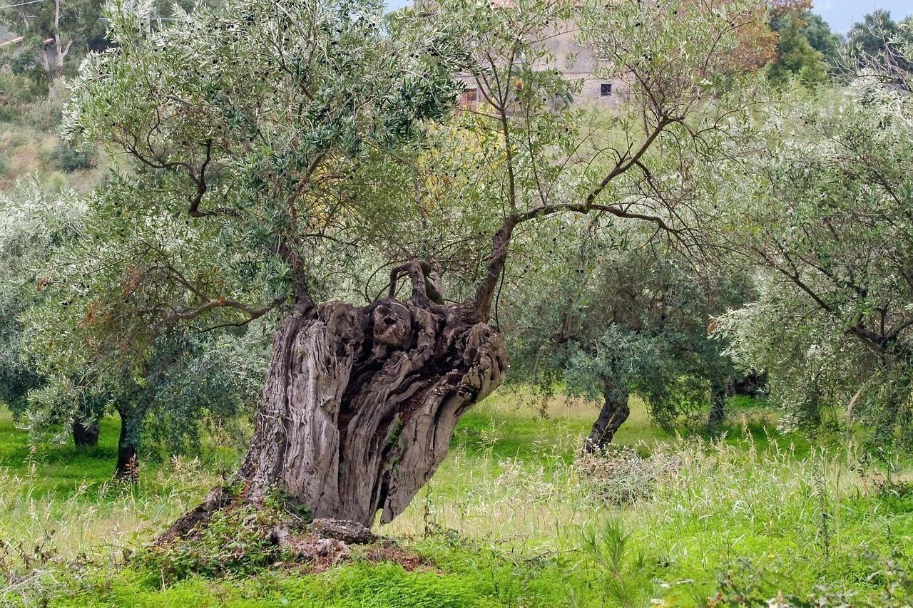 Theoni Kalamata P.D.O. Natives Olivenöl extra 4x 3l Kanister