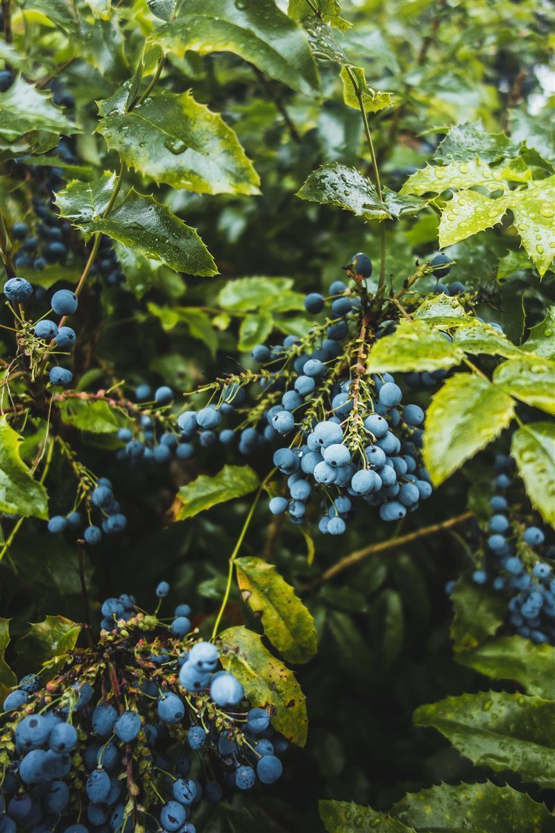 Caramanfruit Heidelbeeren-Püree 8x 1kg Blaubeer-Frucht-Püree