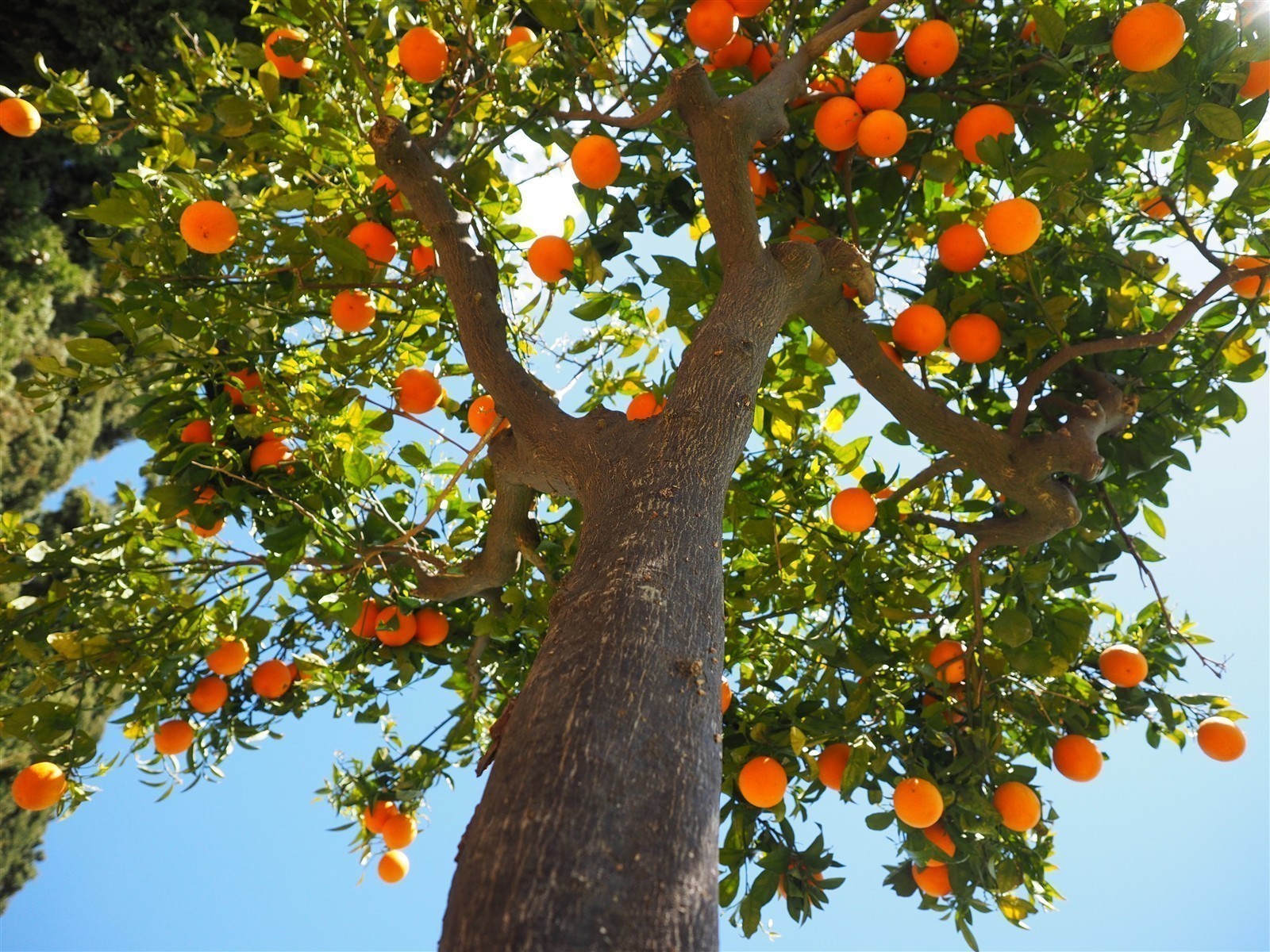 Ponthier ORANGE-VALENCIA PÜREE Zitrus-Frucht-Püree Orangenmark 1KG 