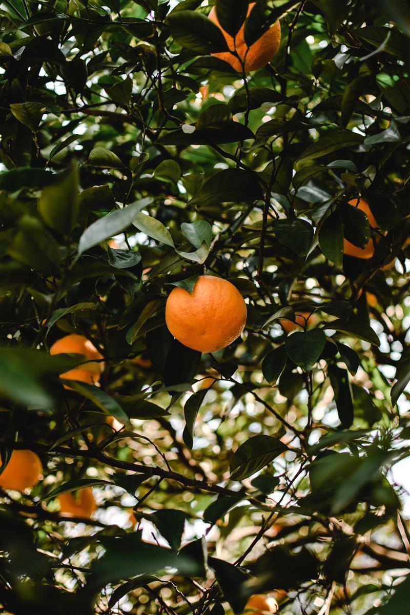 Caramanfruit  Mandarinen-Püree 8x 1kg spanische Mandarine Frucht-Püree 