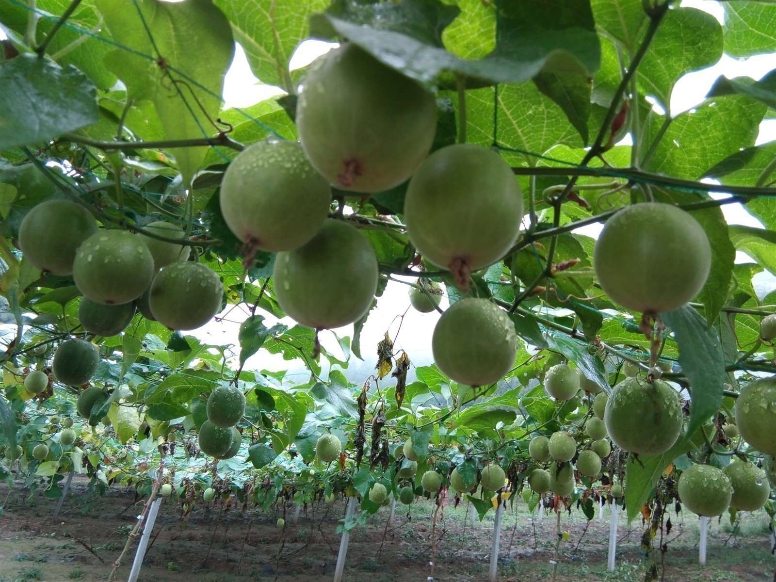 Ponthier MARACUJA PÜREE Passions-Frucht-Püree Passionsfruchtmark 1KG