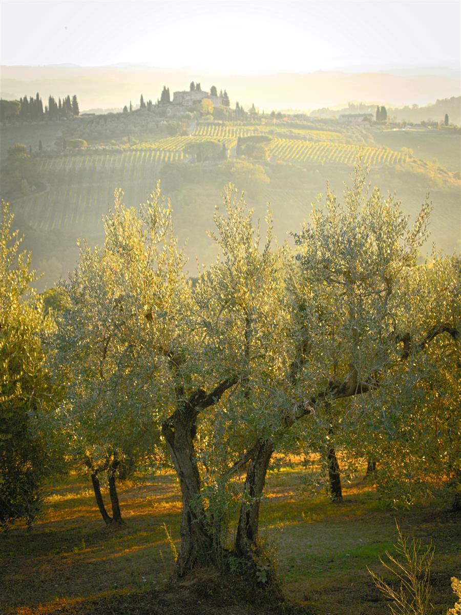 Rocchi Olivenöl 4x 5 Liter Olio di Sansa Italien Toskana