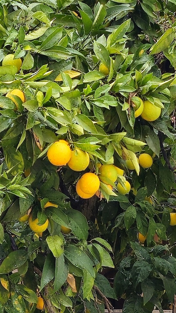 Ponthier YUZU PÜREE Japanische-Zitrus-Frucht-Püree Yuzumark 1kg